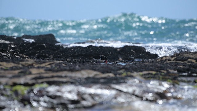 Длинноклювый кулик-сорока - ML647675694