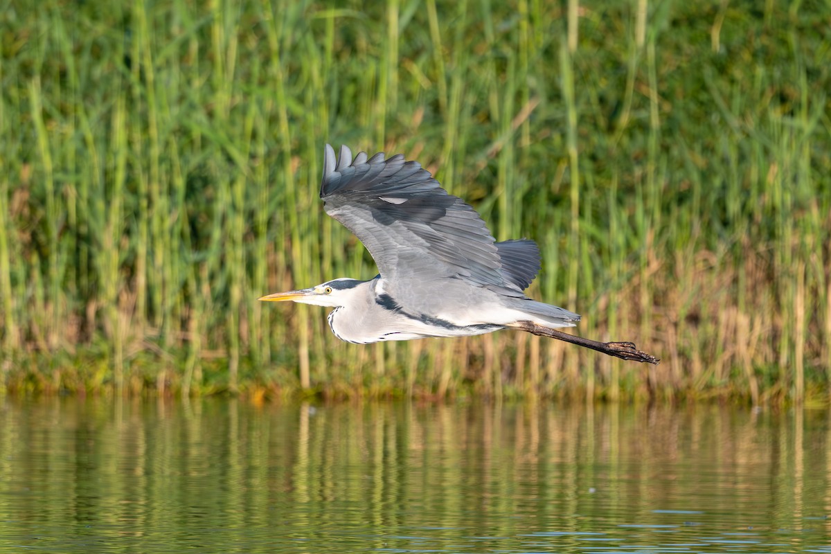 Gray Heron - ML647675703