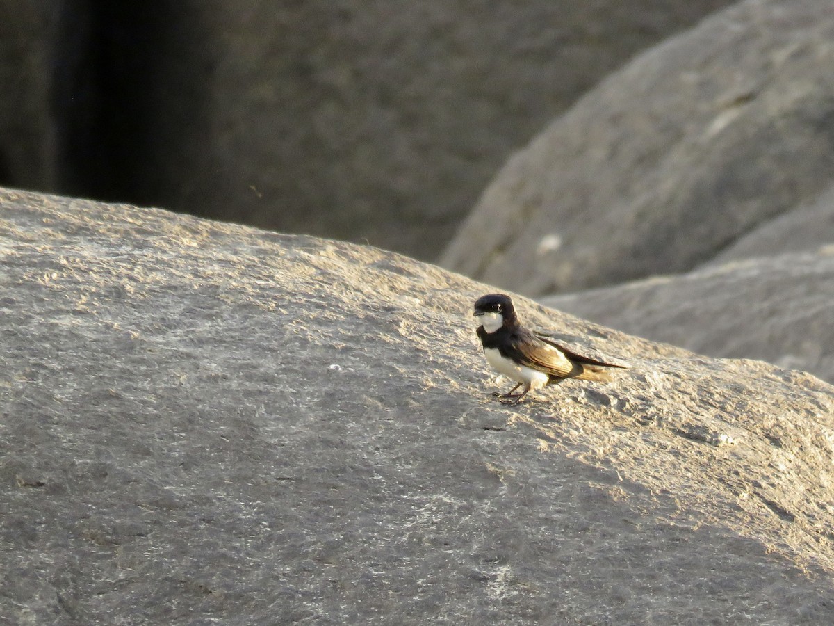 Black-collared Swallow - ML647675707