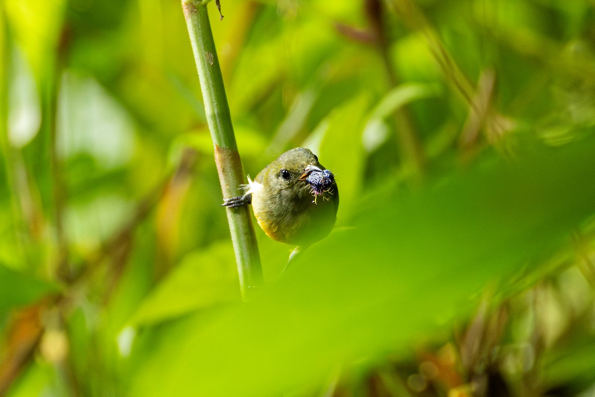 Orange-bellied Flowerpecker - ML647675708
