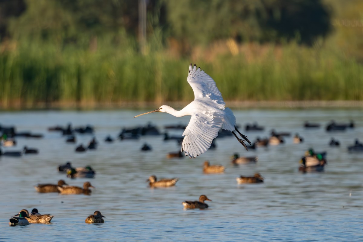 Eurasian Spoonbill - ML647675710