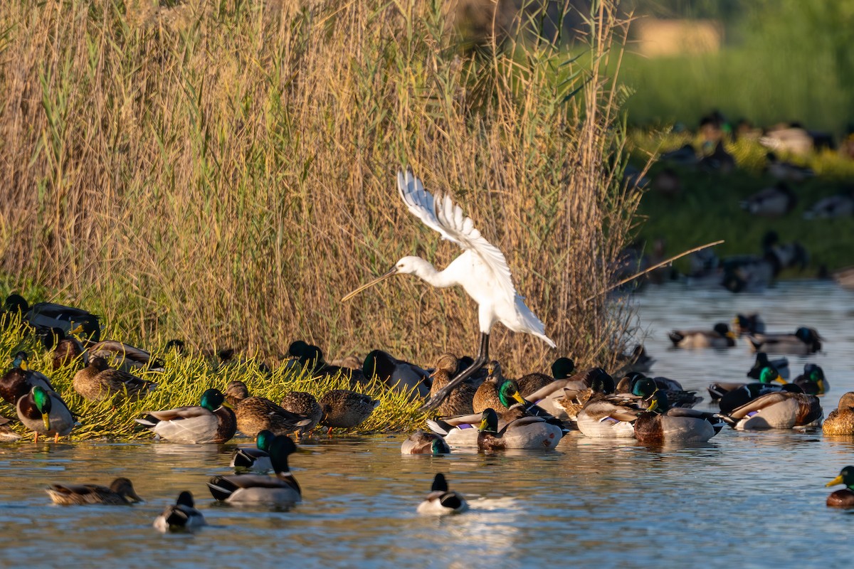 Eurasian Spoonbill - ML647675711