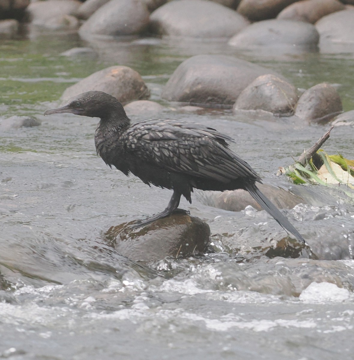 Little Black Cormorant - ML647675712