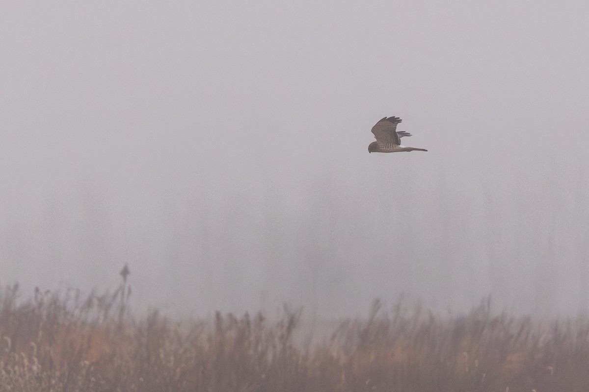 Northern Harrier - ML647675713