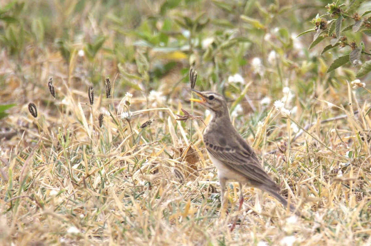 Tawny Pipit - ML647675716