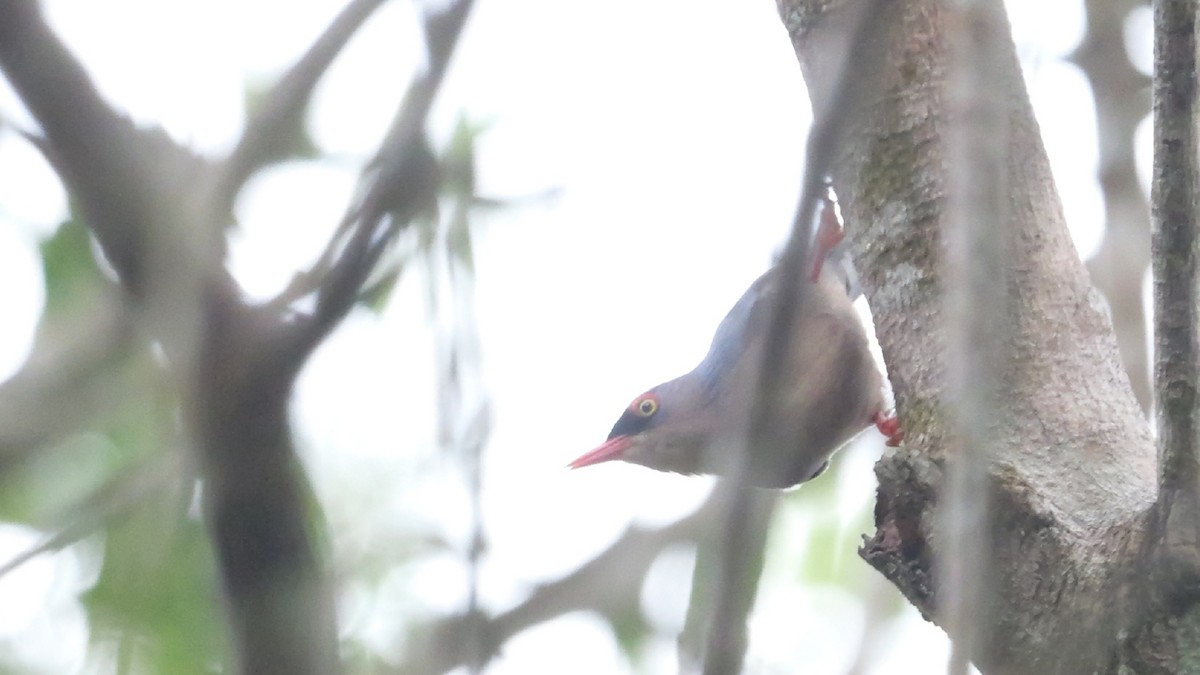 Velvet-fronted Nuthatch - ML647675717