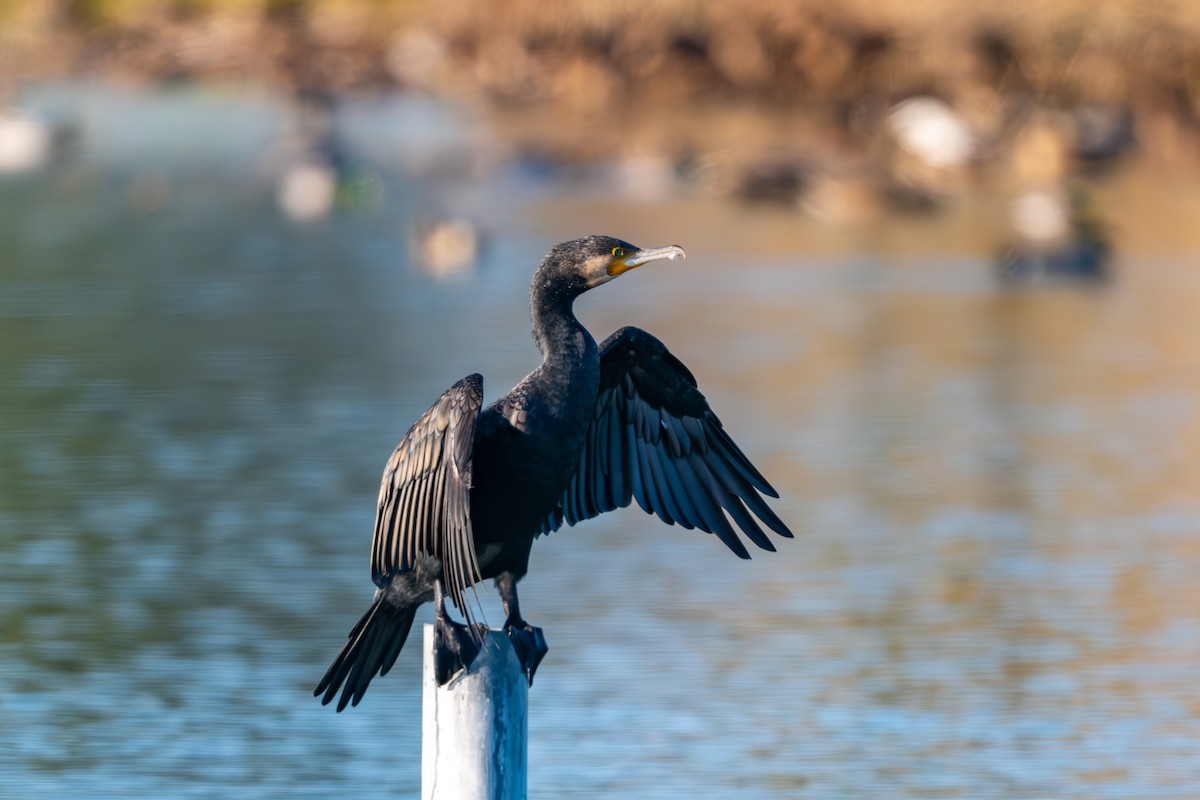 Great Cormorant - ML647675719