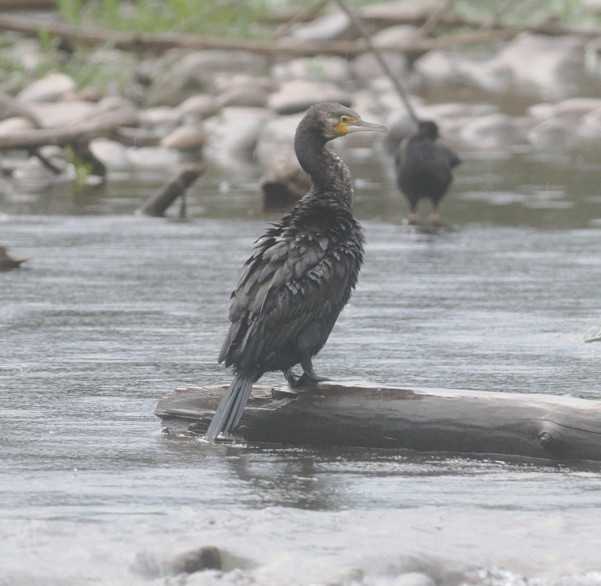 Great Cormorant - ML647675720