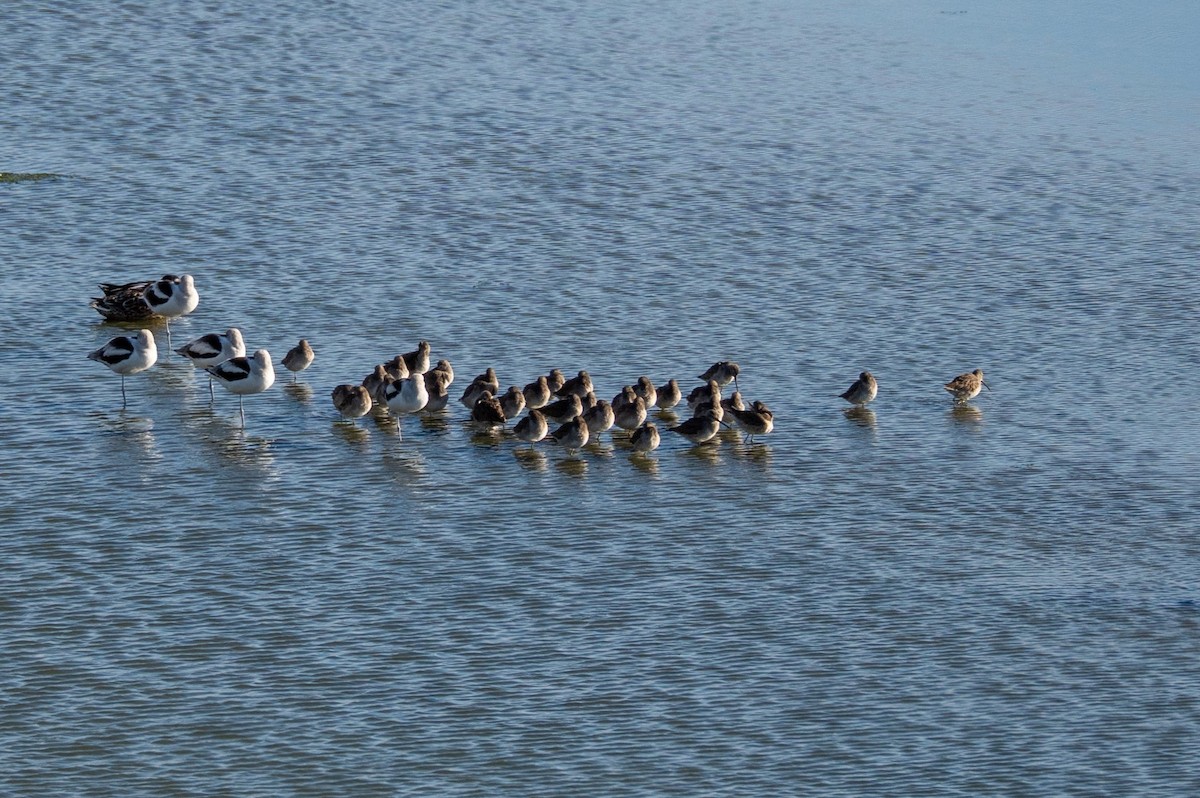 Long-billed Curlew - ML647675721