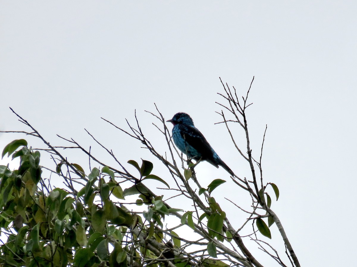 Spangled Cotinga - ML647675724