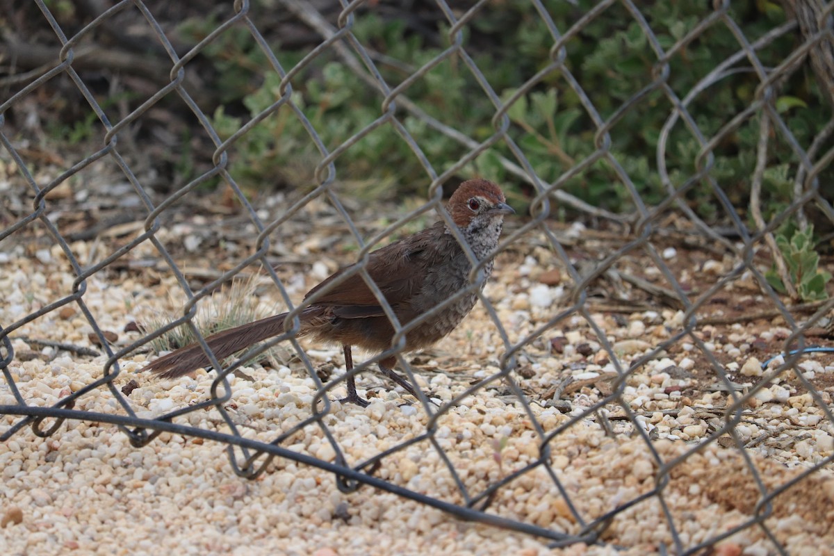 Rufous Bristlebird - ML647675726
