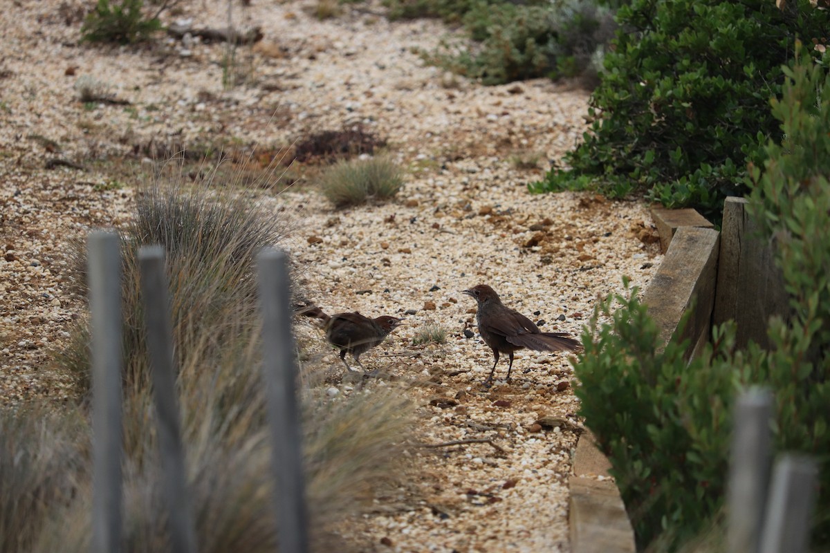 Rufous Bristlebird - ML647675727