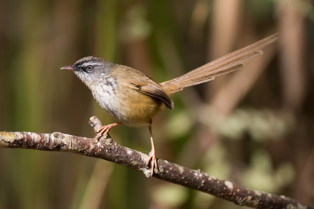 Hill Prinia - ML647675729
