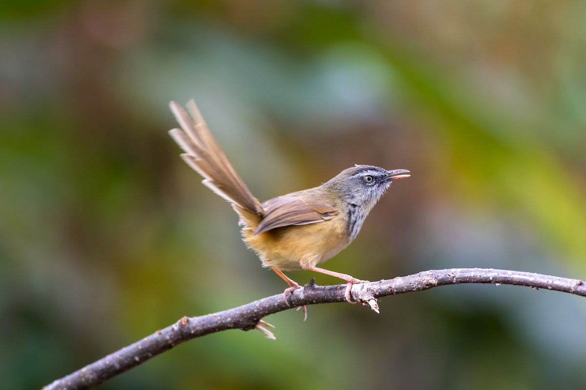 Hill Prinia - ML647675730