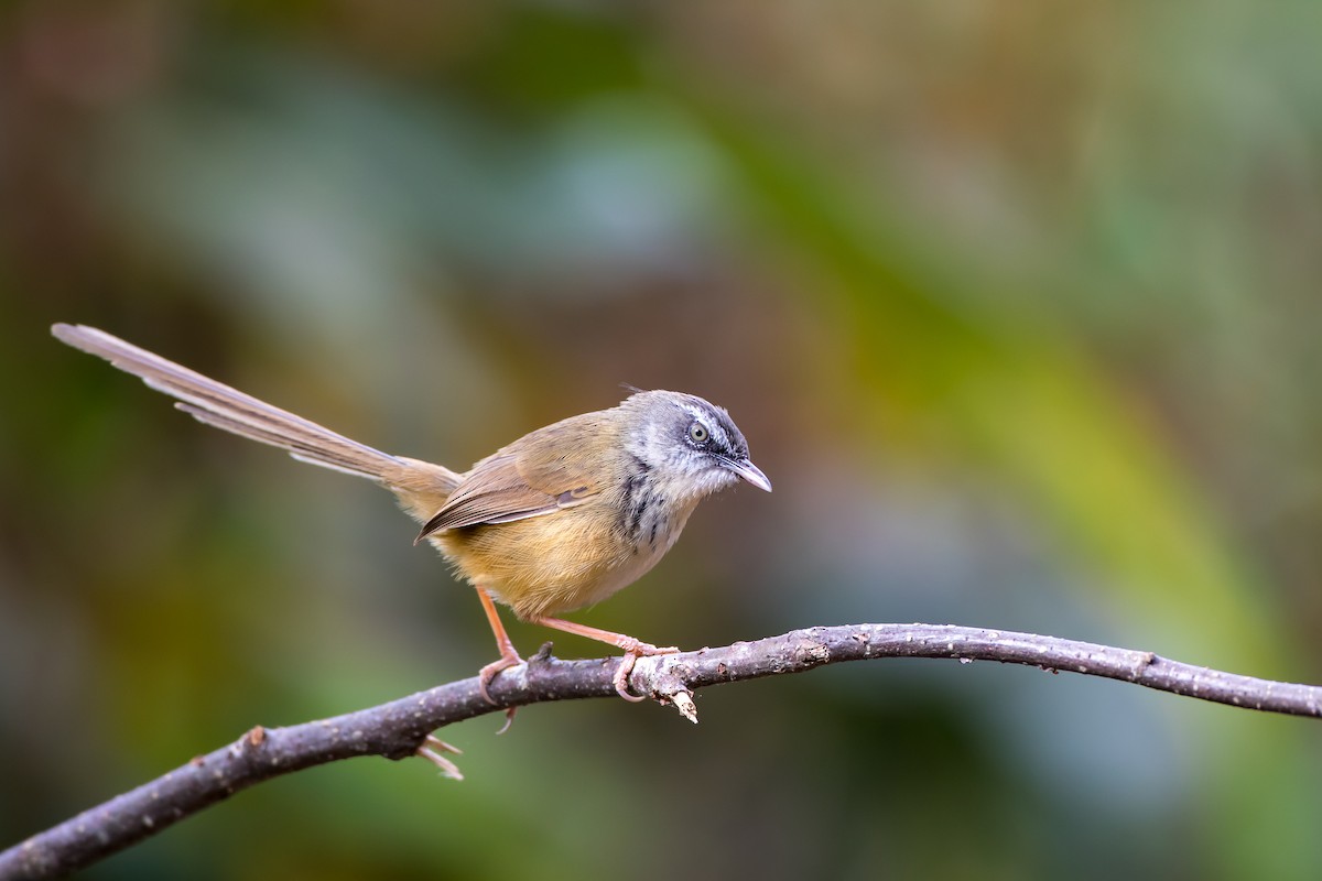 Hill Prinia - ML647675731