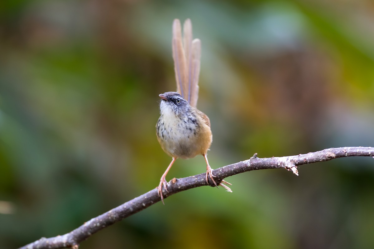 Hill Prinia - ML647675732