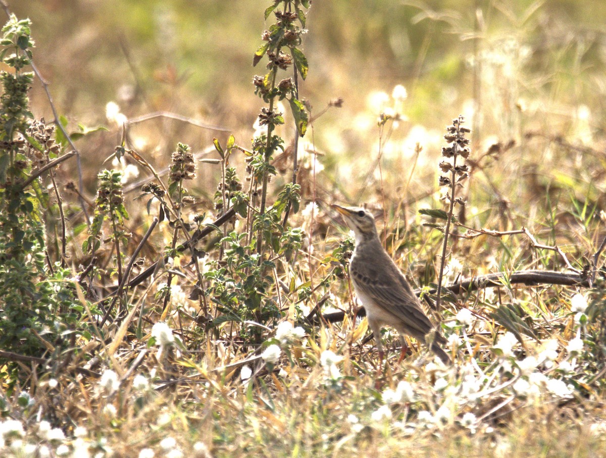Tawny Pipit - ML647675746