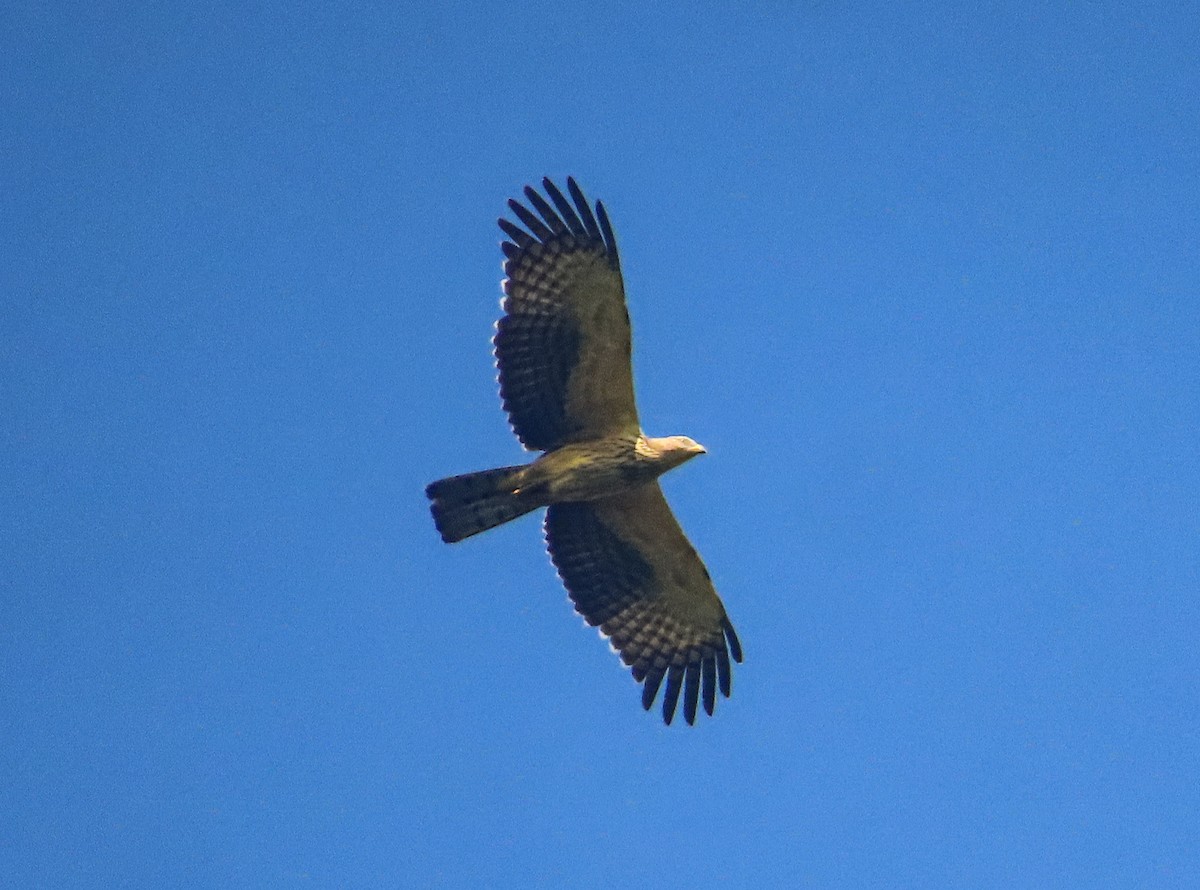 Oriental Honey-buzzard - ML647675747