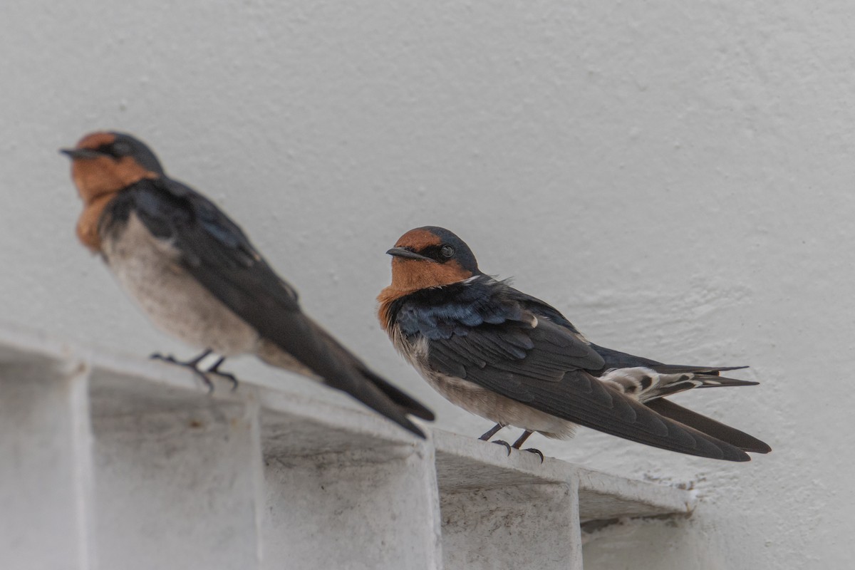 Pacific Swallow - ML647675748