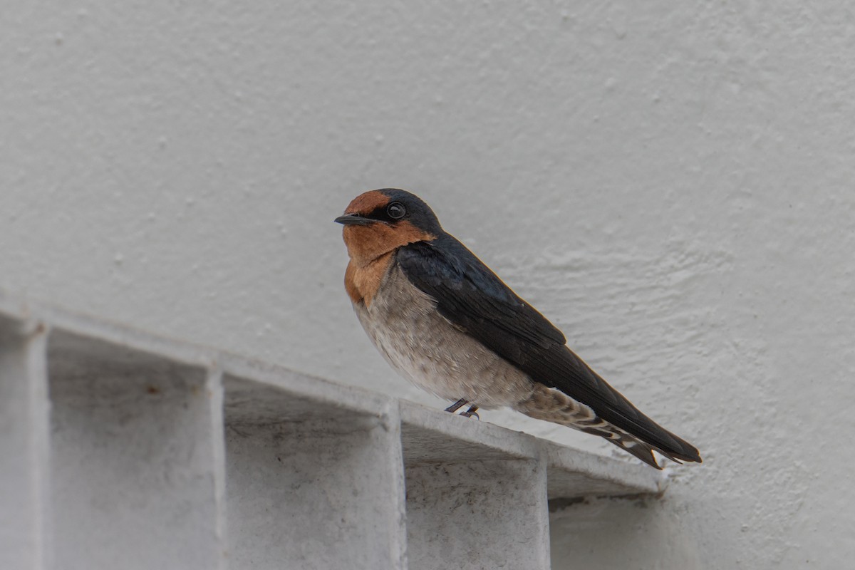 Pacific Swallow - ML647675749
