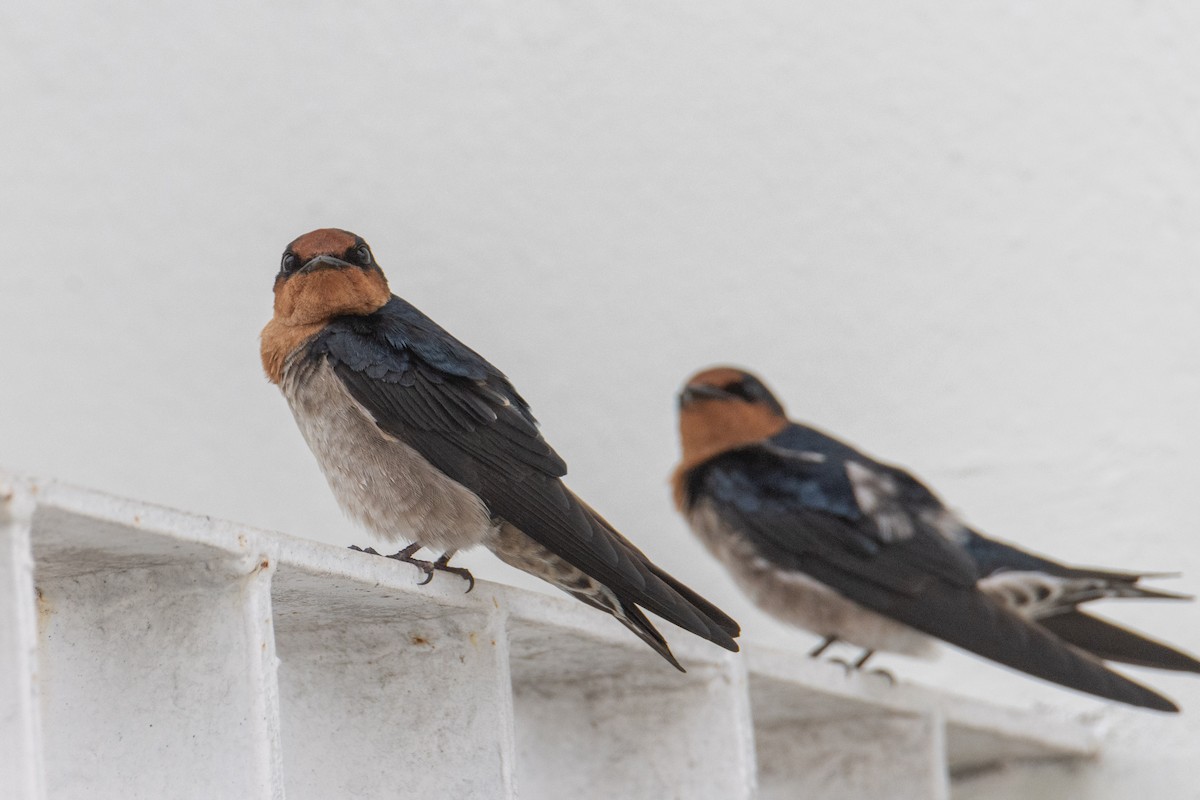 Pacific Swallow - ML647675751