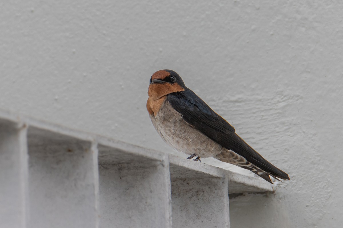 Pacific Swallow - ML647675752