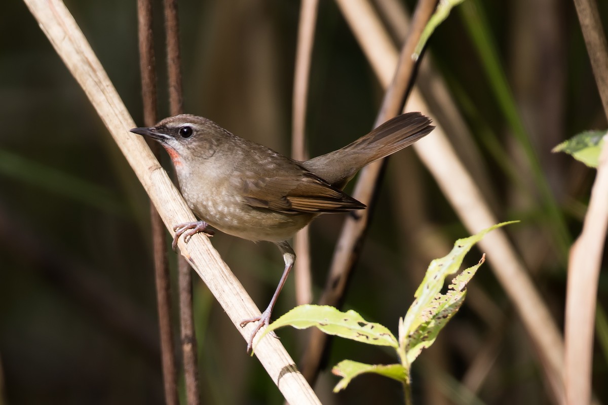 Siberian Rubythroat - ML647675755