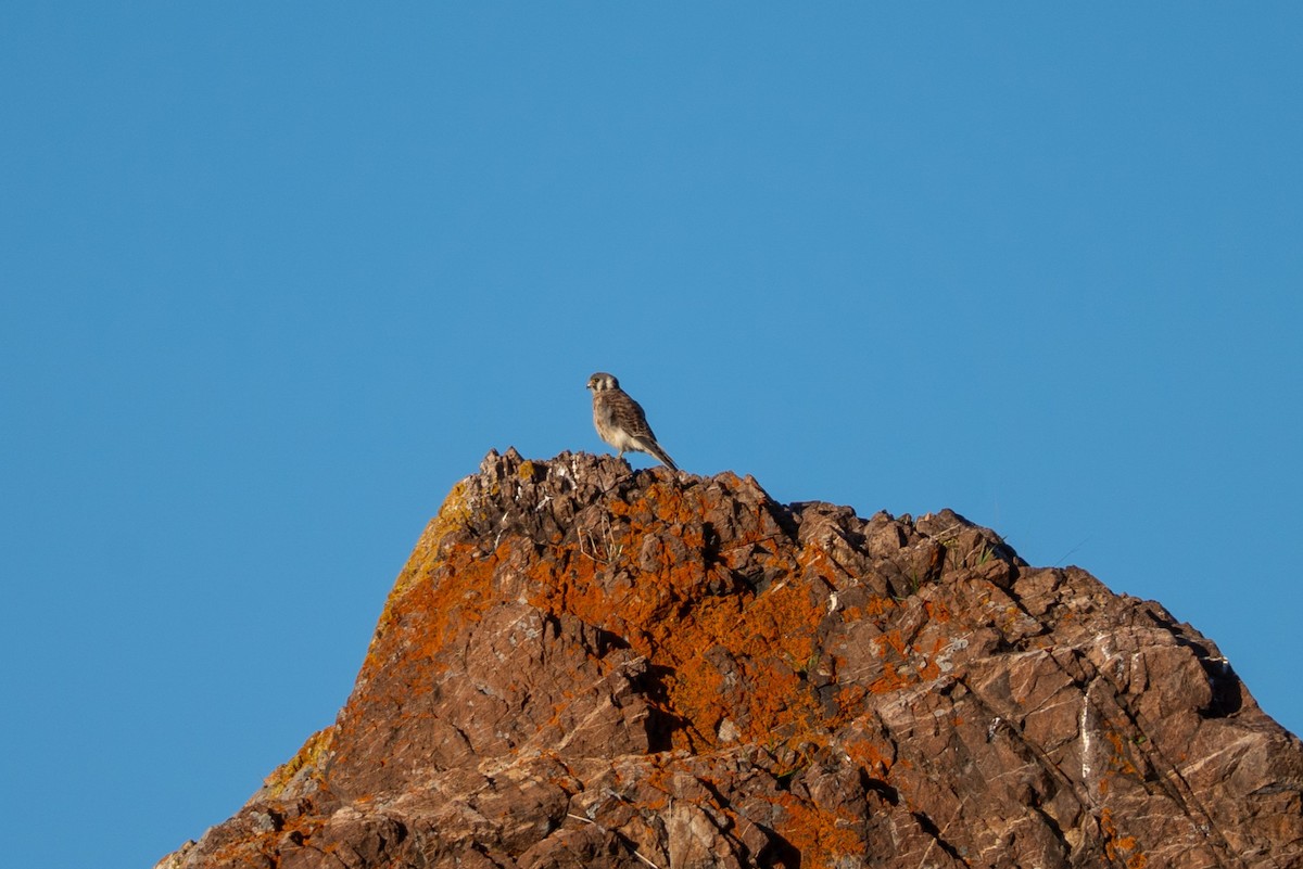 American Kestrel - ML647675759
