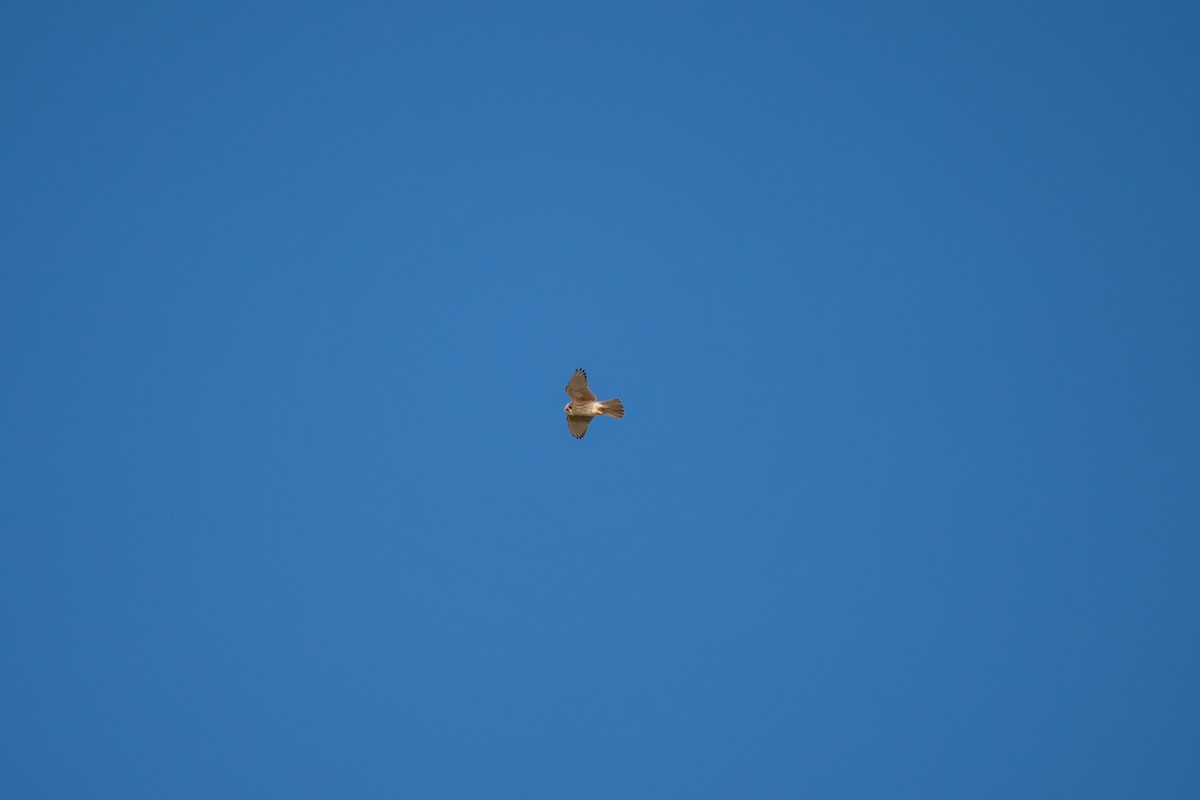 American Kestrel - ML647675762