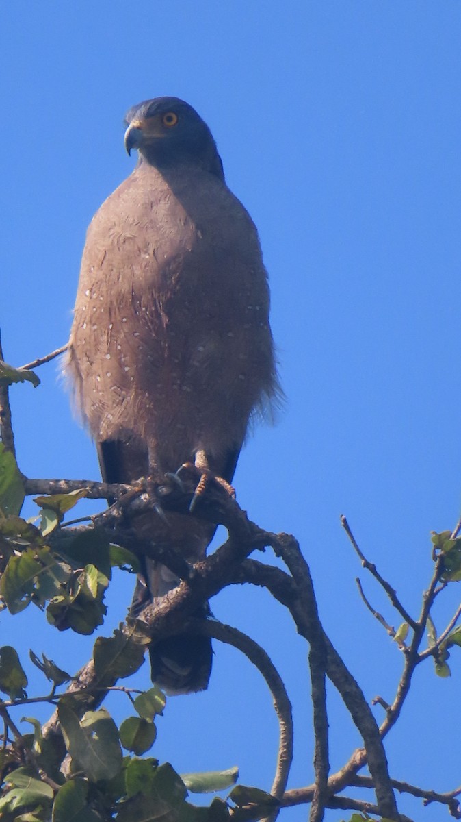 Culebrera Chiíla - ML647675771