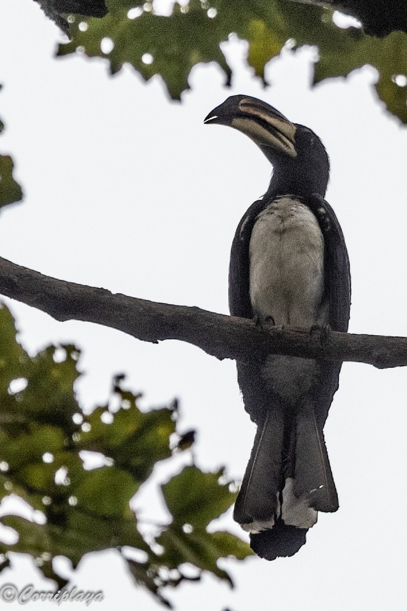 West African Pied Hornbill - ML647675772