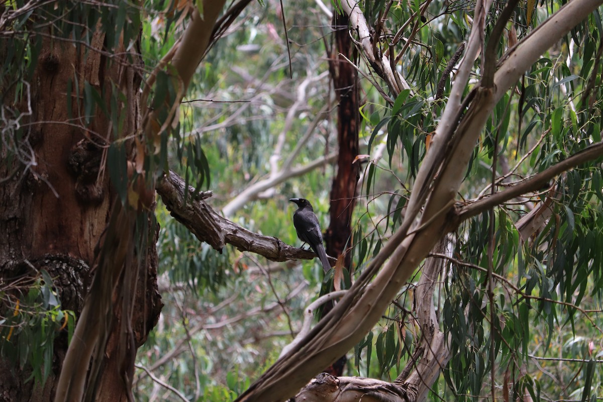 Gray Currawong (Gray) - ML647675782