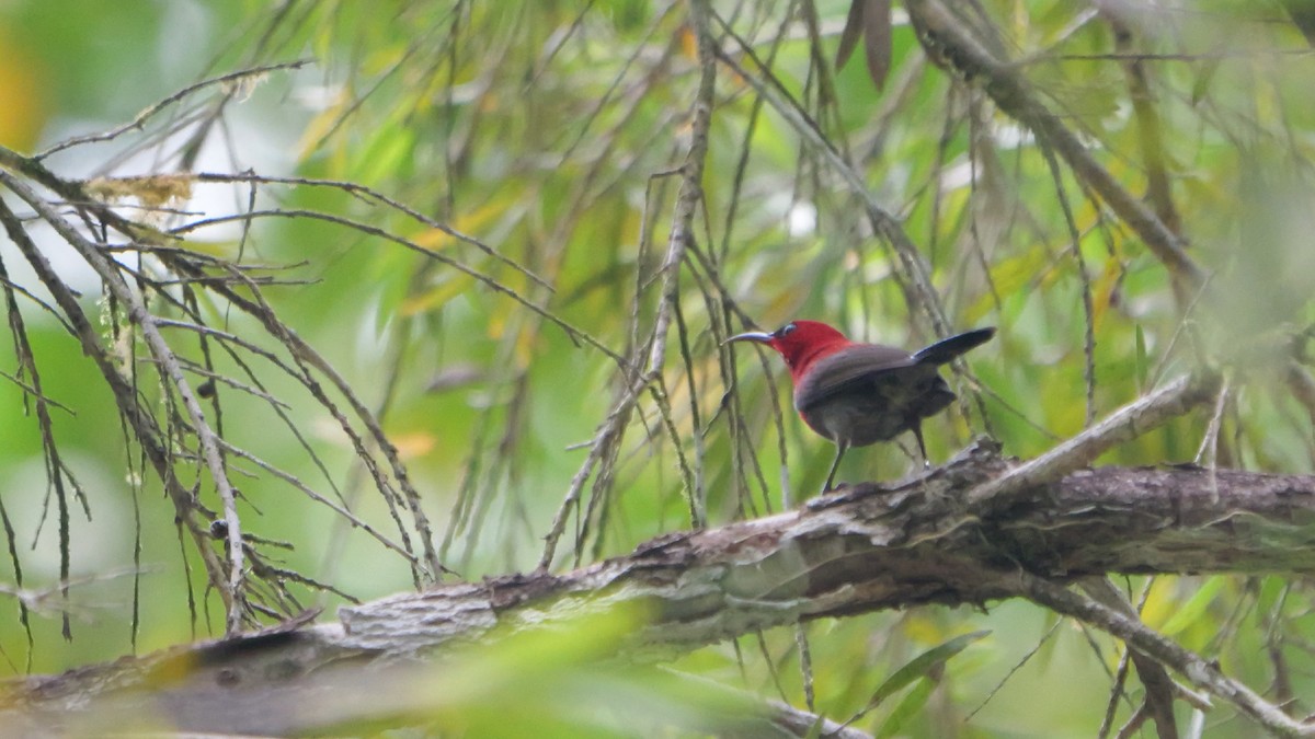 Crimson Sunbird - ML647675789