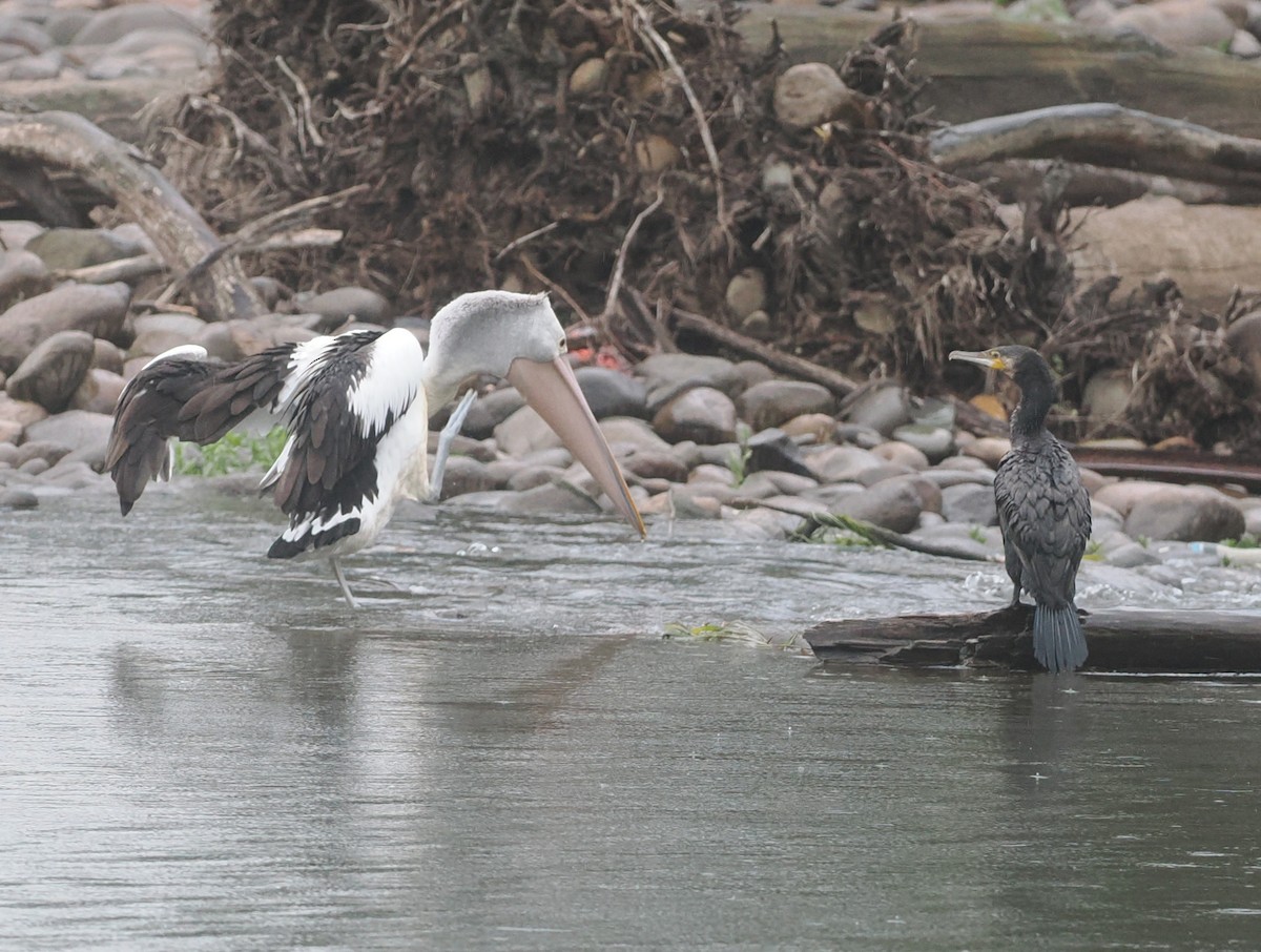 Australian Pelican - ML647675790