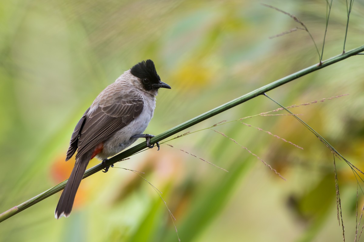 Sooty-headed Bulbul - ML647675793