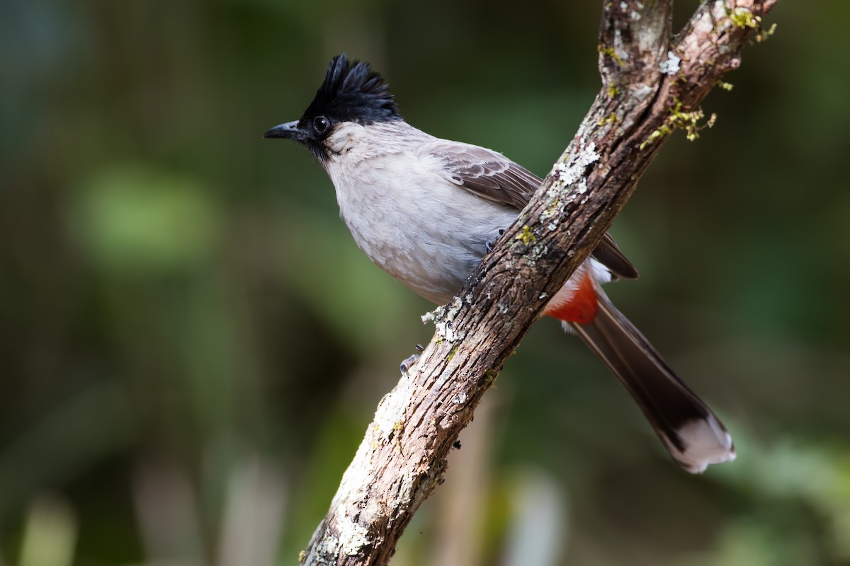 Sooty-headed Bulbul - ML647675794