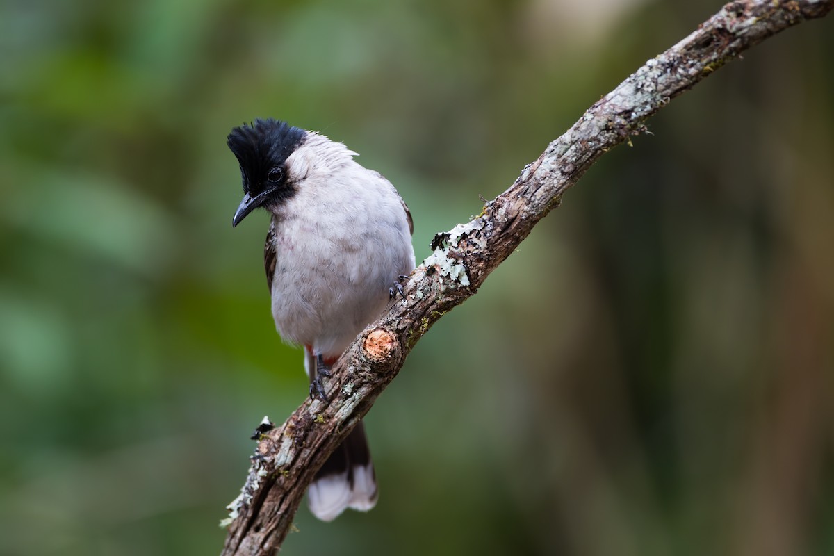 Sooty-headed Bulbul - ML647675795