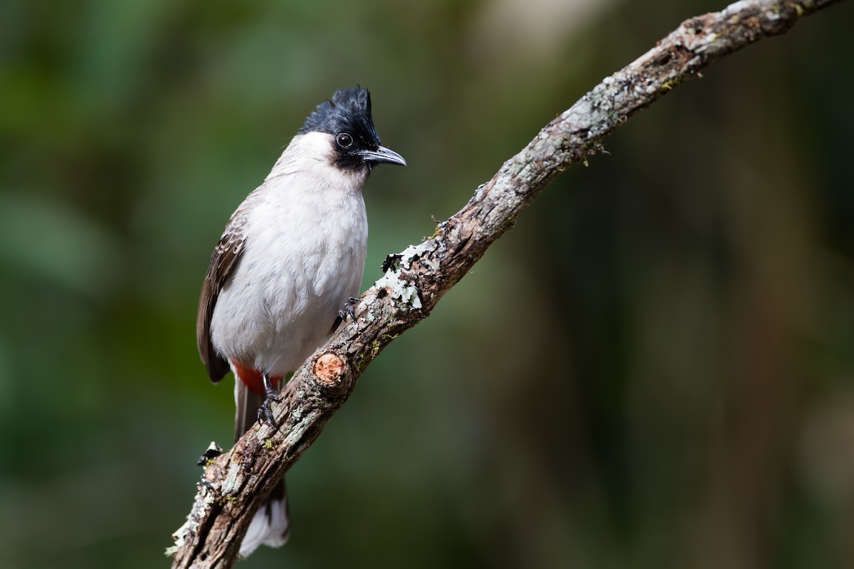 Sooty-headed Bulbul - ML647675796