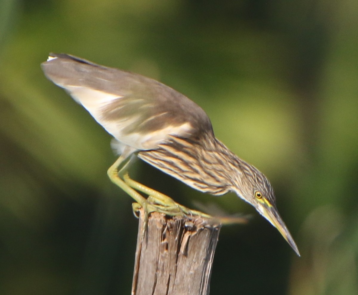 Garcilla India - ML647675797