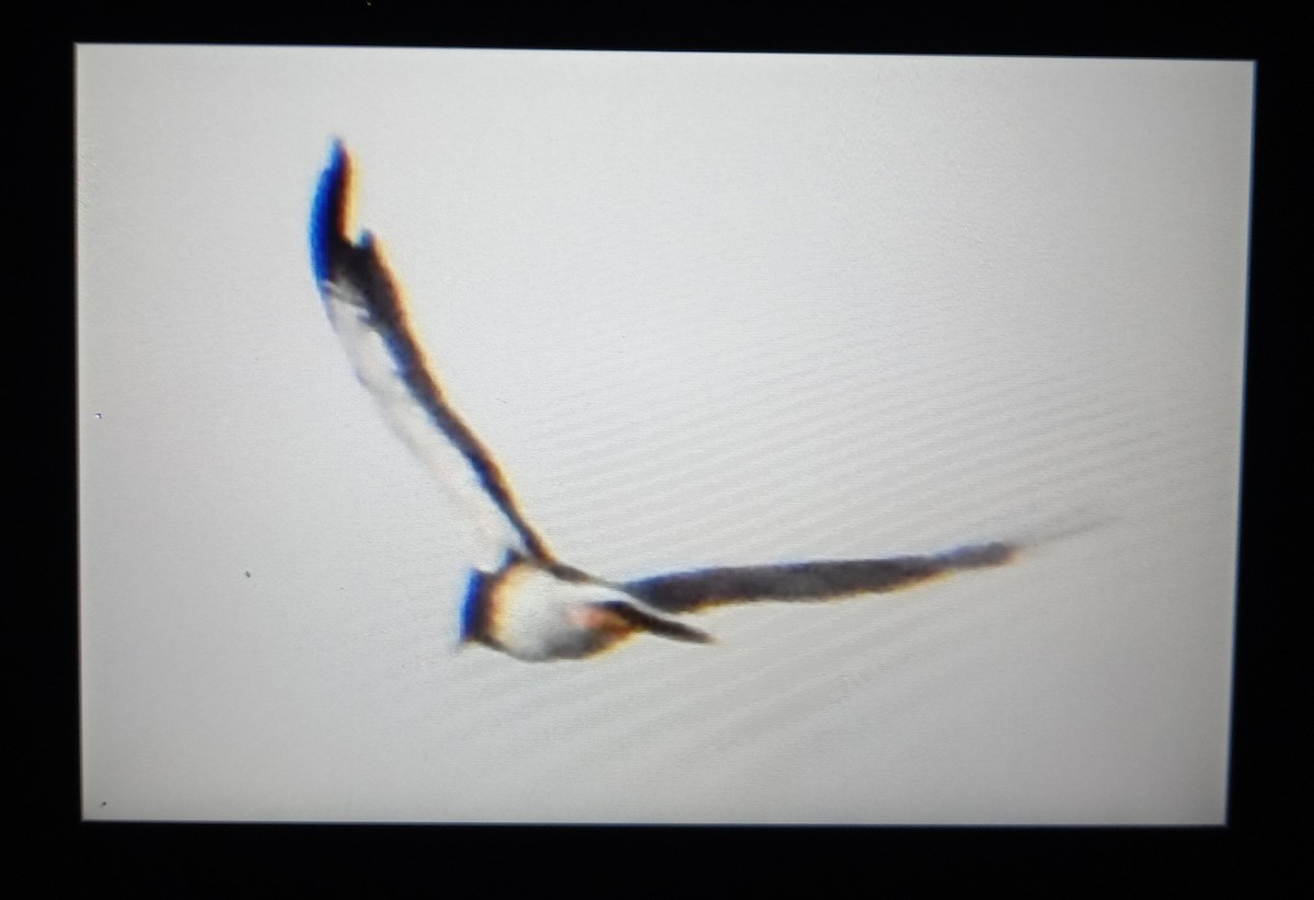 Mountain Caracara - ML647675798