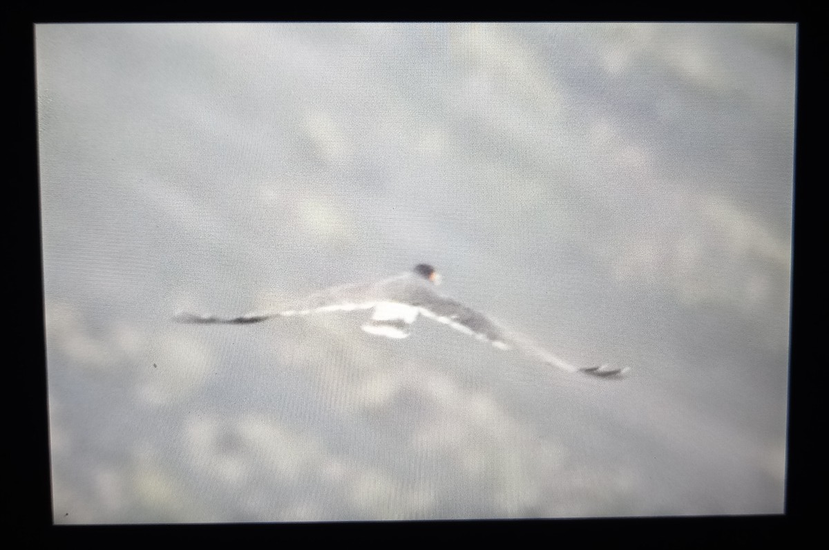 Mountain Caracara - ML647675799