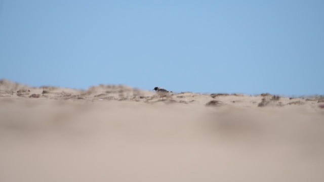 Hooded Plover - ML647675806