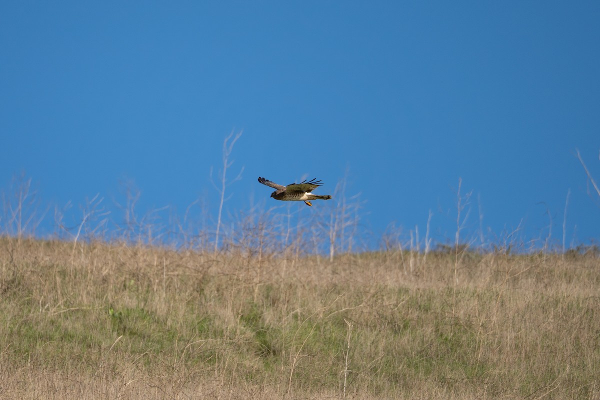 Northern Harrier - ML647675816
