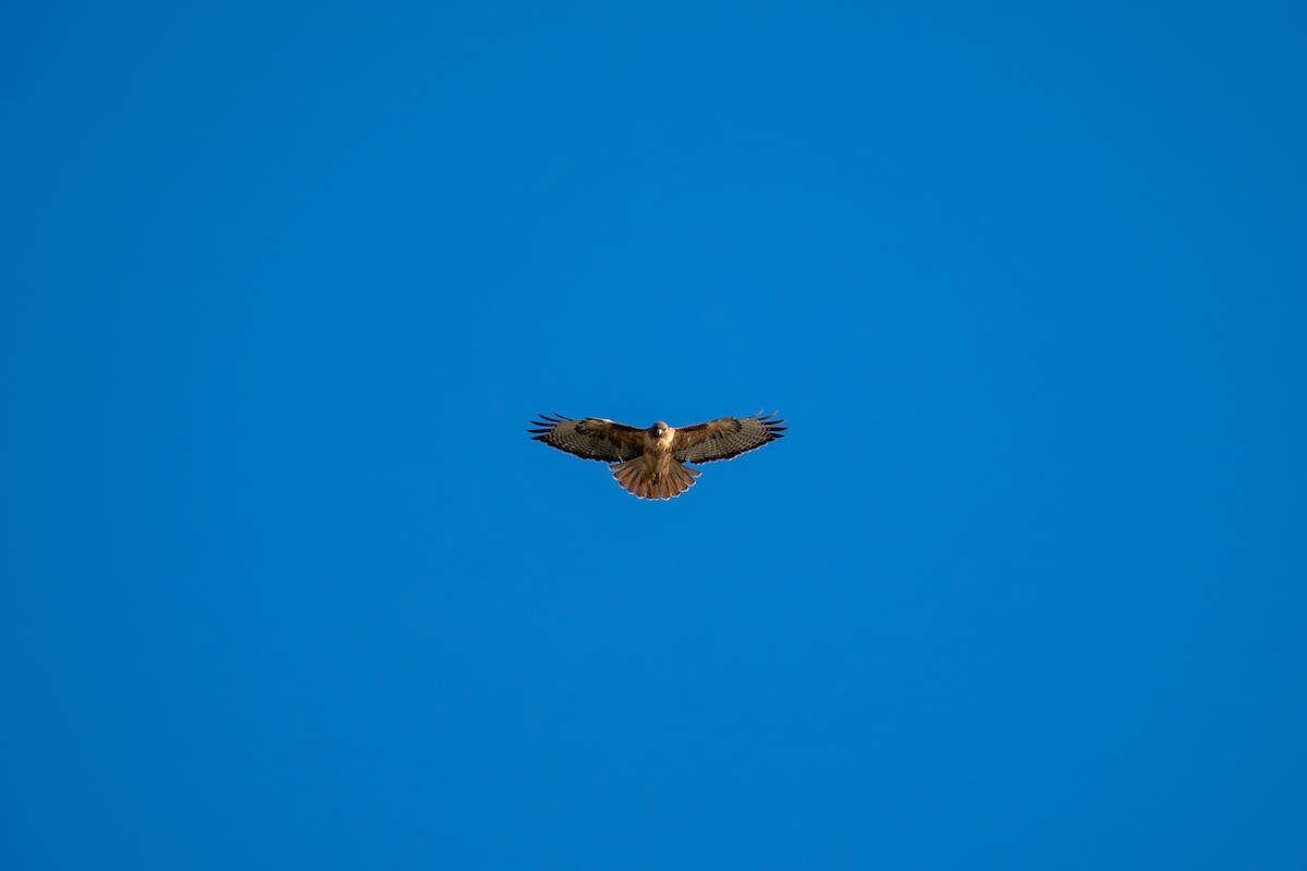 Red-tailed Hawk - ML647675819