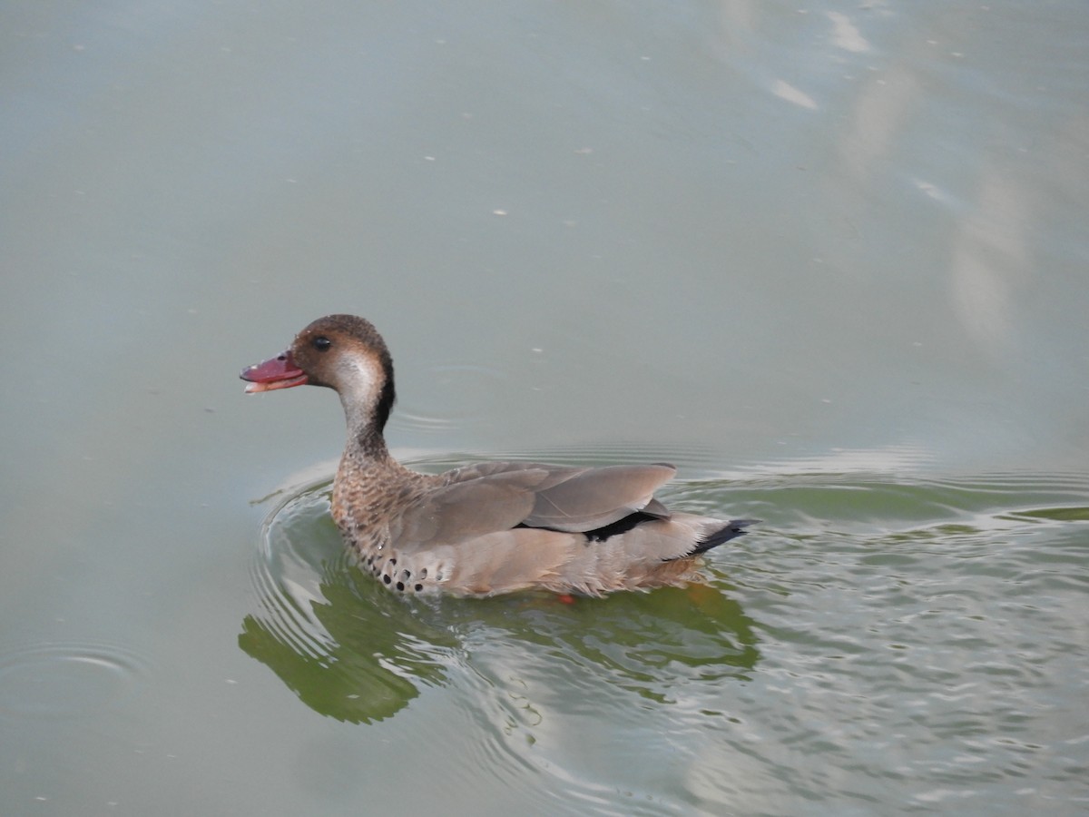 Brazilian Teal - ML647675836