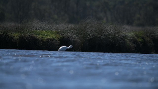 Royal Spoonbill - ML647675839