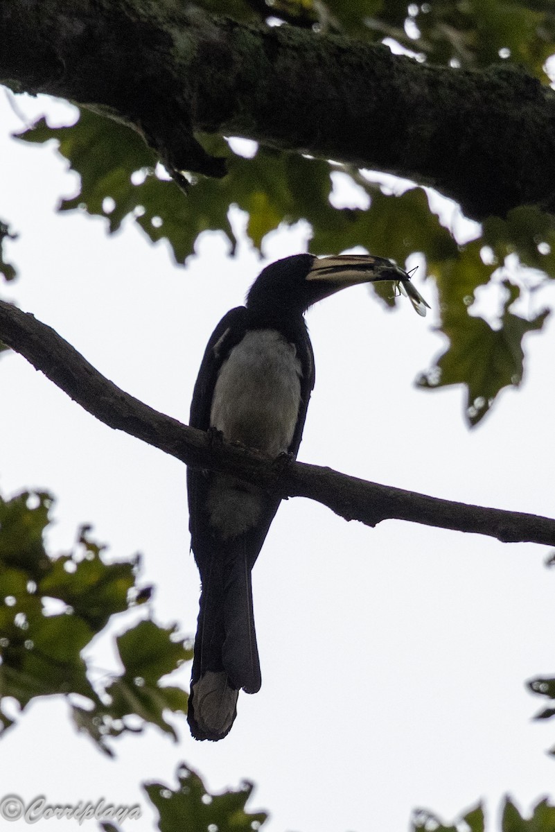 West African Pied Hornbill - ML647675842