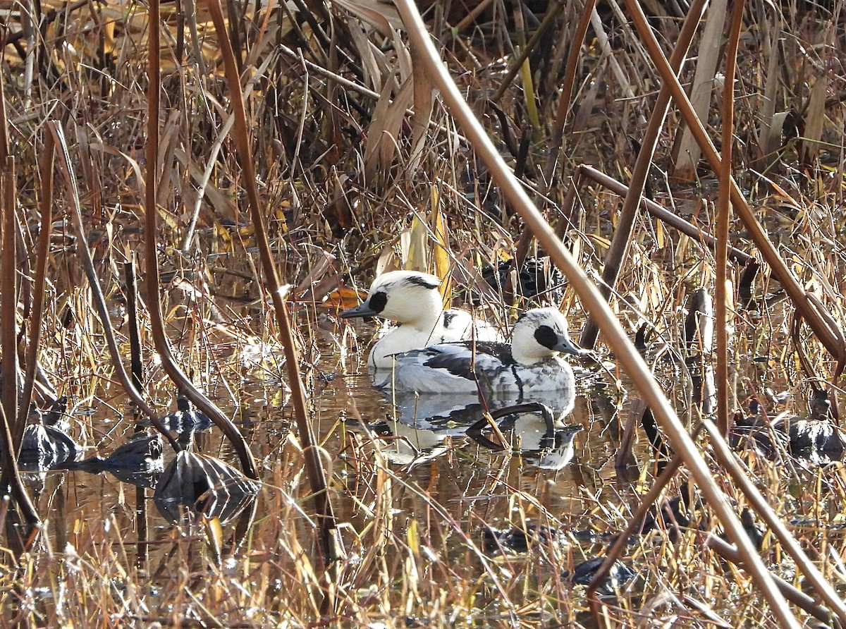מרגון גמדי - ML647675869
