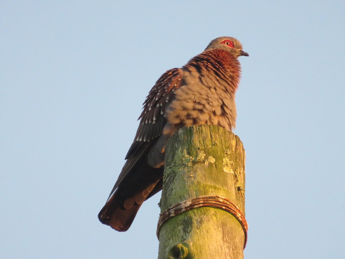 Uso ginearra - ML647675870