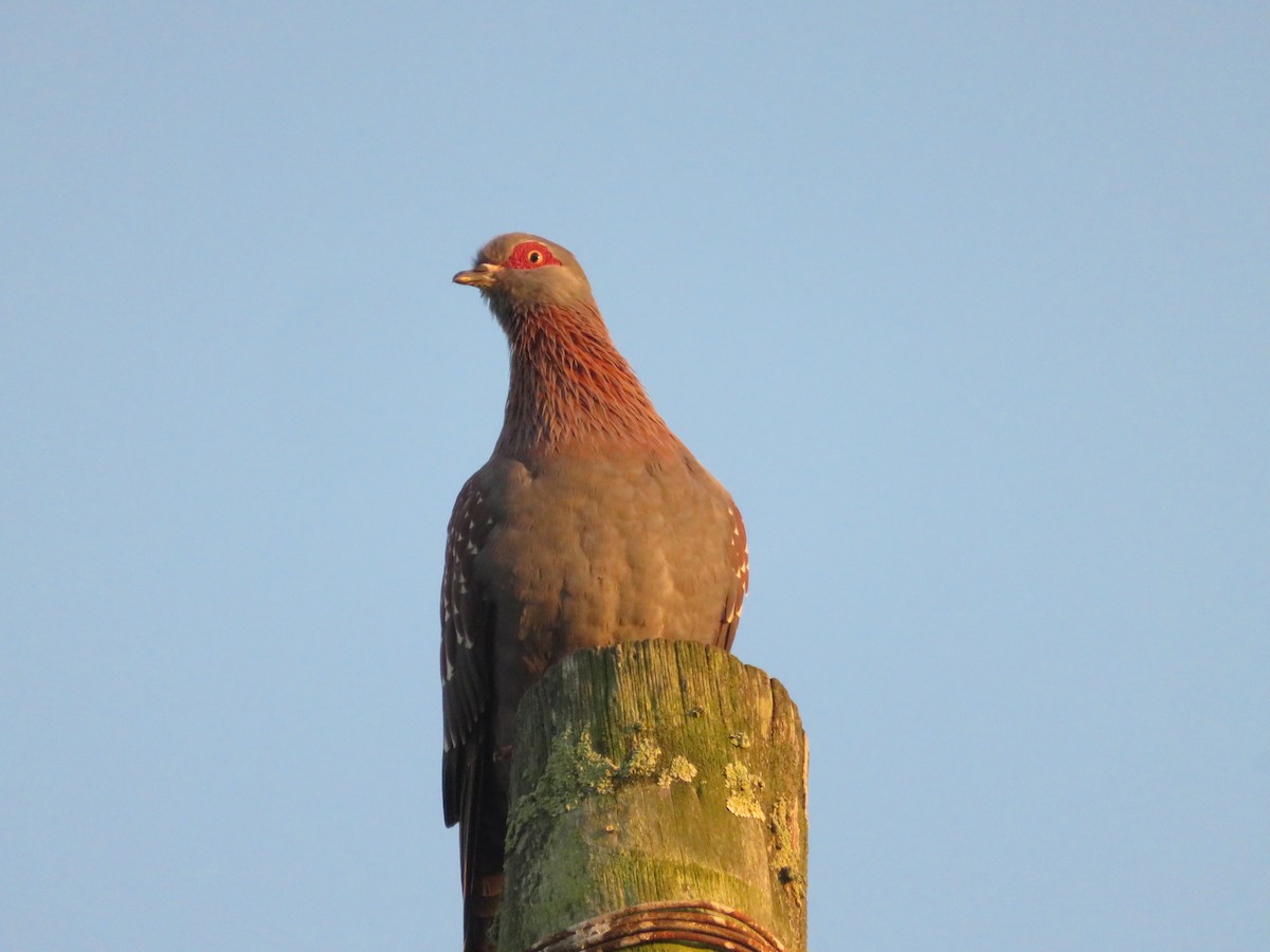 Uso ginearra - ML647675871